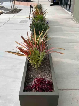 Container planting at Meriam Park in Chico. Debi Durham