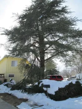 Weight of snow on horizonal cedar branch caused it to fail.