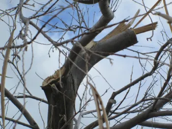 A desert willow suffered a lot of damage from snow caught in its twiggy growth.