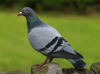 A racing pigeon.