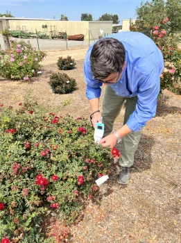 Investigador de UC Davis usando instrumentos especiales para medir la cantidad de agua que reciben las plantas