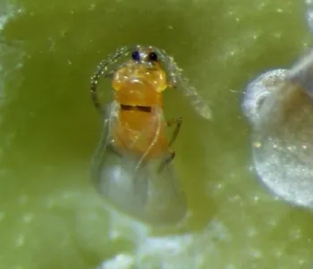 Figure 2. CRS male adult (left) and CRS males on trap card (right)