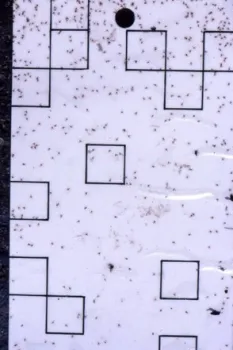 Figure 2. CRS male adult (left) and CRS males on trap card (right)