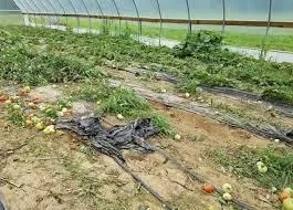 2023 2WaterintheGarden02