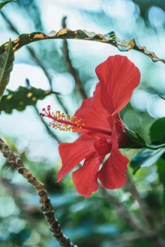 red hibiscus flower, with dark green leaves and bumpy stem