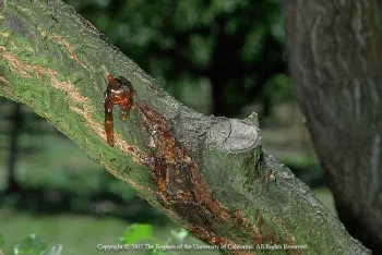 Eutypa canker gumming on apricot tree. Jack Kelly Clark. UC Statewide IPM Program