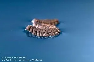 Eggs of Culex sp. mosquitoes are laid in floating rafts. Photo by Jack Kelly Clark.
