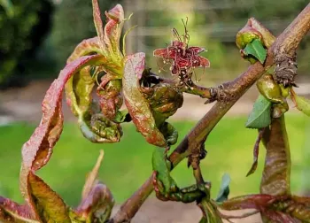 Peach leaf curl on new peach leaves. Jeanette Alosi