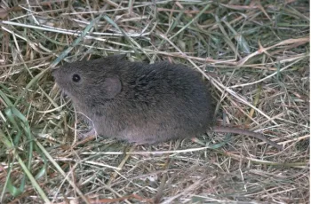 A vole, also known as a meadow mouse. [Credit: Jack Kelly Clark]