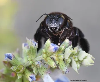A female Valley carpenter bee, sonorina, peers at the photographer. This is the largest carpenter bee in California. (Photo by Kathy Keatley Garvey)