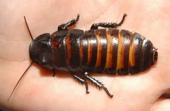 Theme of the Bohart's open house is 