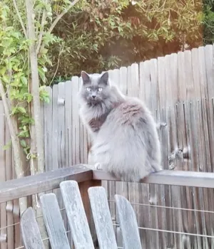 Long-haired gray cat with gold eyes sits on a fences and stares at the camera.