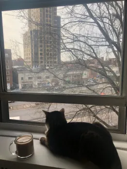 View of the back of a cat crouching on a windowsill beside a cup of coffee looking out the window at a skyscraper.