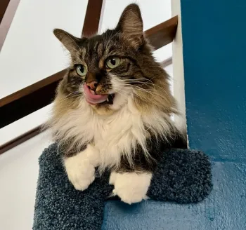 Cat licking her lips