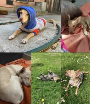 Five images of a small tan dog - wearing a sweatshirt, laying on a peach-colored blanket, curled up sleeping, rolling on his back on the grass wearing a leopard print robe and laying on his stomach with tongue lolling out.