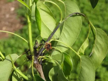 Fire blight shoot damage. Jeanette Alosi