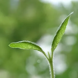 Endowment Fund plant-square