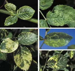 A set of small images showing yellow coloration indicative of infection by one of the rose mosaic viruse. (Photo: UC IPM)