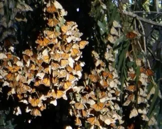 Butterflies hanging from trees.