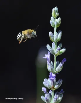 An Anthophora urbana in flight as it heads toward a lavender blossom. (Photo by Kathy Keatley Garvey)