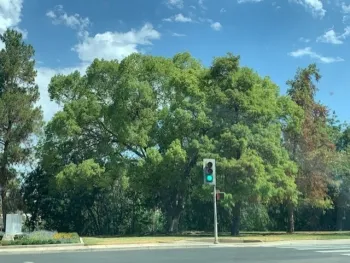 photo of shade tree cooling street