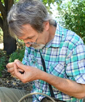 UC Davis Professor Phil Ward checking out an ant (Photo by Kathy Keatley Garvey)