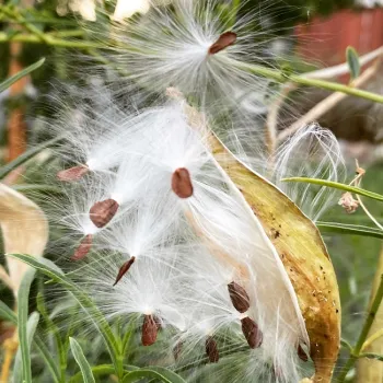 E00BF9ED-6C40-4775-B571-B17CE27653EE