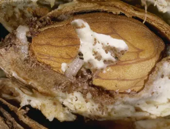 Navel orangeworm larvae in almond Jack Kelly Clark UC IPM