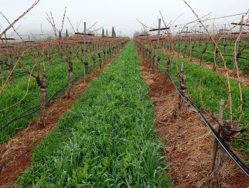 Dalla Valle Vineyard-T