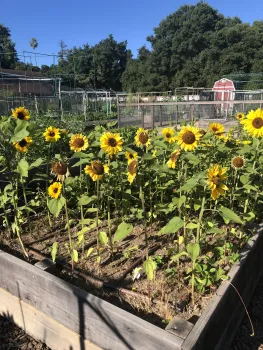 A garden at McClellan Ranch featuring blooming sunflowers with bright yellow petals and green leaves, set against a blue sky and background structures, including a red barn.