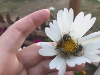 Four bees bottom side up in a white flower.