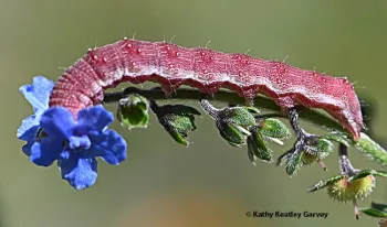 A tobacco budworm munching a Chinese forget-me-not. (Photo by Kathy Keatley Garvey)