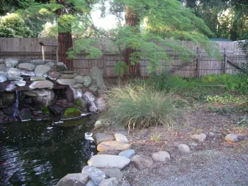A shallow berm edged by a waterfall rises to a Japanese maple. by Cindy Weiner