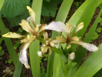 Reticulated iris. J. Lawrence