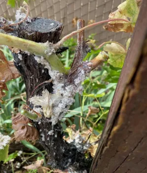 Waxy excretion on grapevine trunk