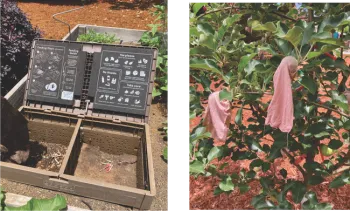 Worm bin; Codling moth protection on apple tree