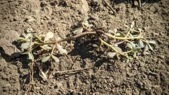 An upside-down purslane plant on the ground.