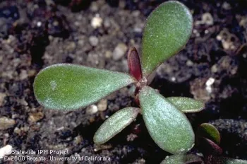 A small plant with succulent leaves emerging from the soil.