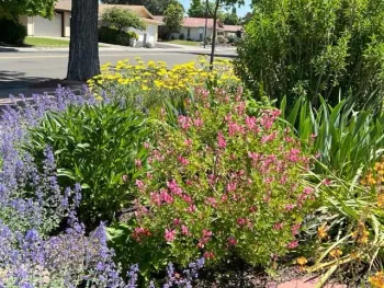 Perennial Corner Garden, Stockton