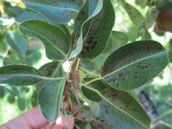 Pear Blister Mite leaf damage
