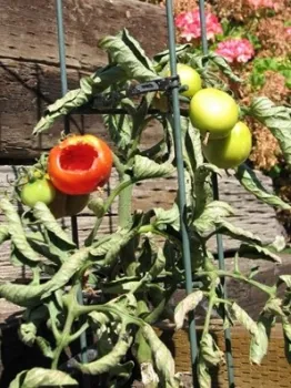 Photo of bird damage on a tomato