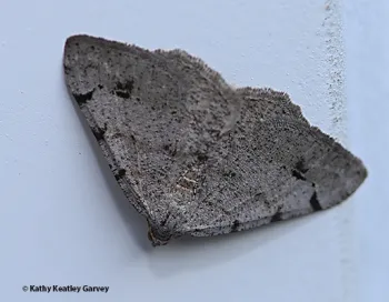 This is a Digrammia californiaria, as identified by 