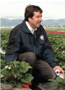 Entomologist Frank Zalom in a strawberry field in 2015. (Photo by Ed Show)