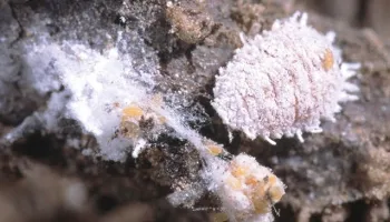 Vine mealybug, Planococcus ficus. (Photo: UC IPM)