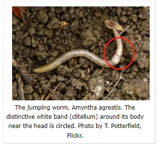 Jumping Worm ID