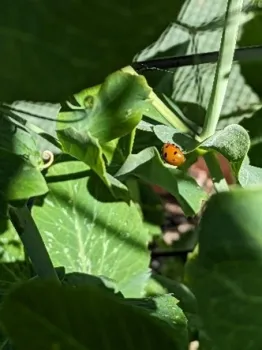 photos by Nanelle Jones-Sullivan