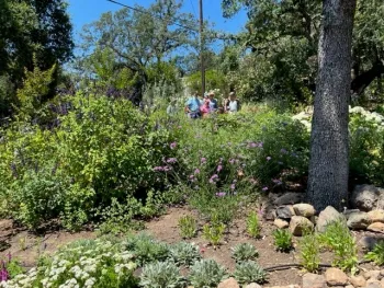 Planting in Tuller garden with MGs in the background