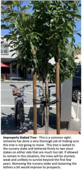 treepic1 2023-08-03 at 2.46.50 PM