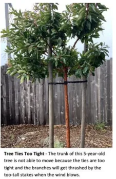 treepic2 2023-08-03 at 2.47.51 PM