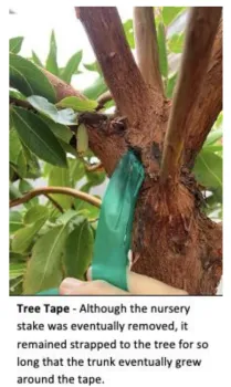 treepic3 2023-08-03 at 2.48.04 PM